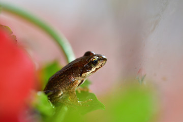 macro photography frog in colorful flowers
