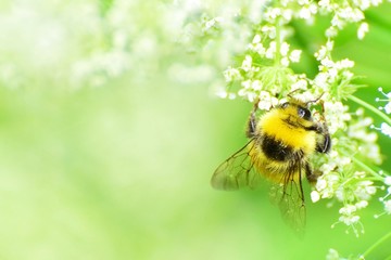 bumblebee on white flowers among greenery