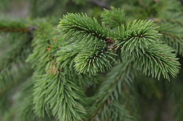 Spruce tree branch - Needles - Decoration to the designer