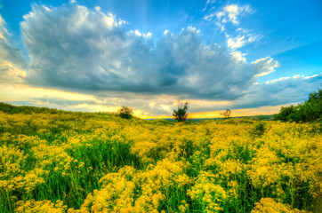 spring in the steppe