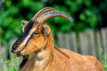portrait of ginger goats