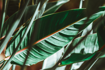 Fototapeta na wymiar Nature poster. Green palm branch. Closeup. Tropical vibes