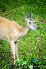 Whitetail Deer Doe Feeding