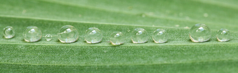 Gouttes d'eau sur une feuille