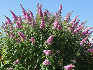 buddleia mauve