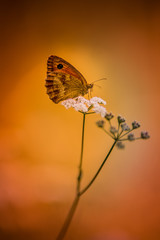 insecte papillon amaryllis orange en gros plan en été posé sur une carotte sauvage sur fonds orange