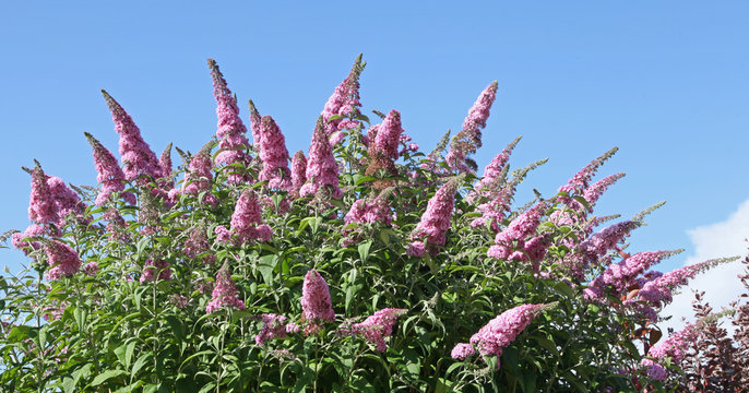 buddleia mauve