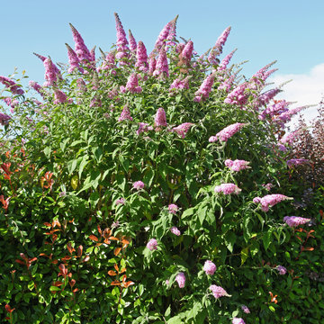 buddleia mauve