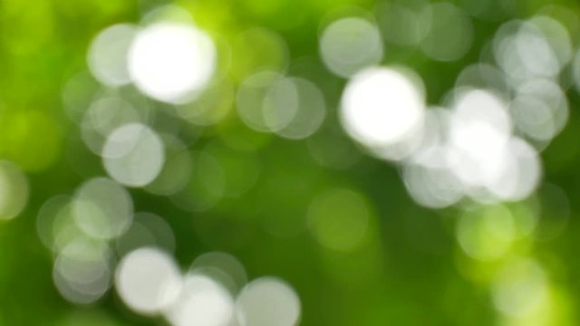 Green bokeh blured nature abstract background