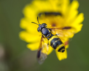 insecte seul abeille jaune et noir posée sur fleur jaune butine sur fonds sombre en gros plan en...