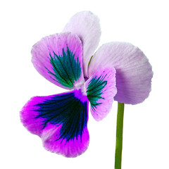 Obraz na płótnie Canvas flower lilac blue green viola isolated on white background. Close-up. Flower bud on a green stem.