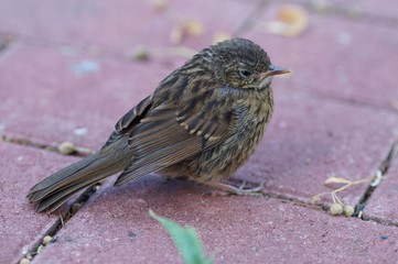 Jungvogel einer Heckenbraunelle (Prunella modularis) 