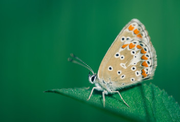 insecte seul papillon azuré commun gris et orange et blanc en gros plan en été en couleur sur fonds sombre et vert avec lumière douce