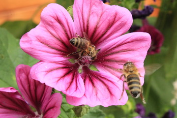 Bienen