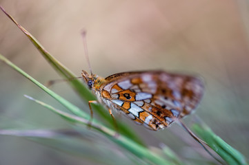 insecte seul papillon orange et blanc en gros plan en été posé sur une tige d'herbe sur fonds...