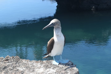 Blue footed booby