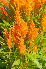 Orange blühender Brandschopf, Celosia,