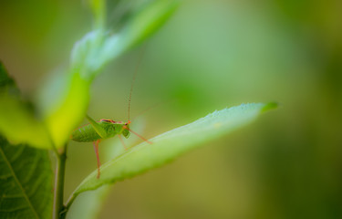 insecte seul sauterelle verte grande en gros plan de côté sur fonds jaune rose et vert avec lumière douce escalade une feuille