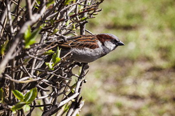 Sparrow bird in profile sits on a branch on a sunny day. walk in the park.