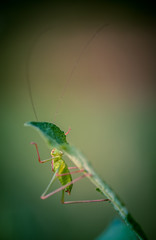 insecte seul sauterelle verte grande en gros plan de côté sur fonds jaune rose et vert avec lumière douce escalade