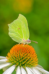 Brimstone butterfly on a echinacea flower blossom