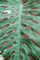 nature poster. Green palm branch. Closeup. Tropical vibes