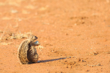 Afrikanisches Borstenhörnchen