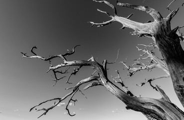 Dead tree in the desert. Concept image of global warming. Dry area without rain.
