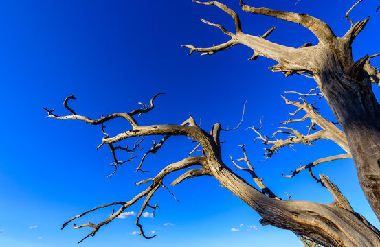 Dead tree in the desert. Concept image of global warming. Dry area without rain.