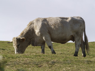 Vaca pastando en la pradera