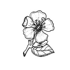 Apple blossom. Flower. Vector hand drawn illustration.