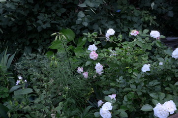 Many roses grow chaotically in an abandoned flower bed.