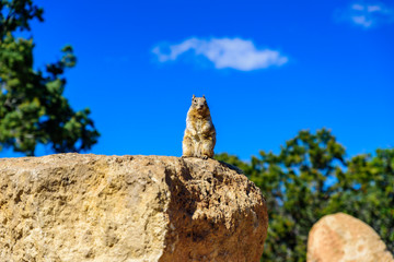 Kaibab squirrel at the Grand Canyon, in northern Arizona, USA