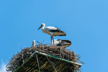 A white stork family (Ciconia ciconia) - young stork chicks sitting in a nest in Polish countryside