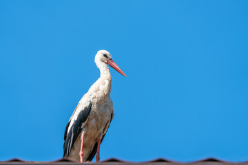 A white stork (Ciconia ciconia) standing on a roof of a house in Polish countryside