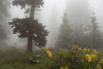 Obraz premium Pine trees, mountain roses (Rhododendron luteum ), wild plants and grass field in fog. The image is captured in the mountain called Sis of Trabzon city located in Black Sea region of Turkey.