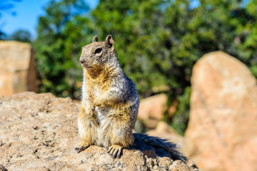 Kaibab squirrel at the Grand Canyon, in northern Arizona, USA