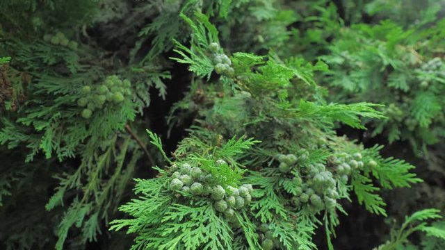 4k coniferous branches with young pine сones of deep green colour