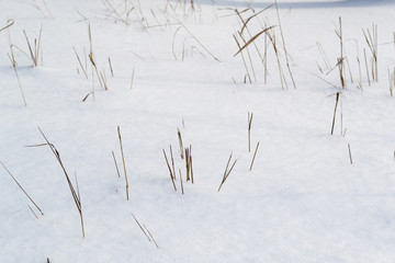 Dry brown grass in white snow. Dry plants appear through loose snow.