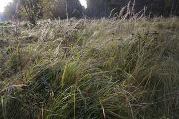 Meadow grass.