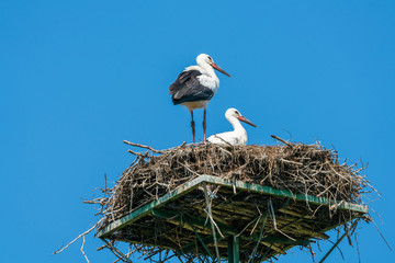 A white stork family (Ciconia ciconia) - two young stork chicks standing in a nest in Polish countryside