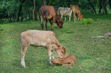 Calves playing outside with cows. Natural farm scene near forest.