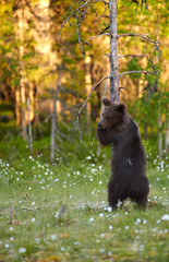 Young European brown bear (Ursus arctos) hugging a tree in swamp in North-Eastern Finland at the end of the June 2018.