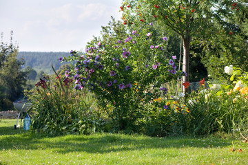 summer backyard garden landscape, blue hibiscus flowers, grill in the background