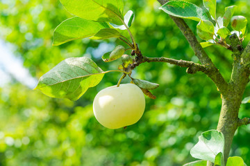 A green apple on the branch in an orchard