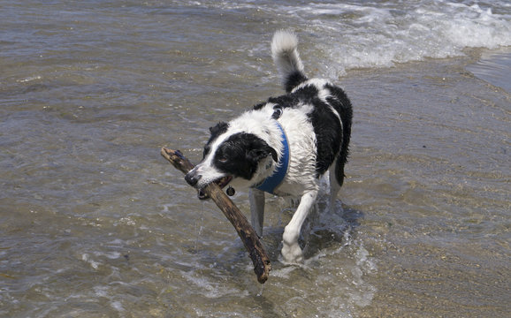 Dog Playing Fetch On The Beach