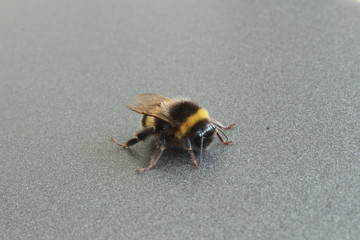 Hummel