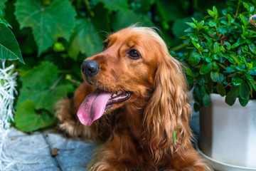 A brown cocker spaniel dog sitting in the bushes in the garden - selective focus
