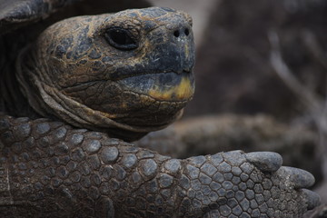 Tortuga Galapagos