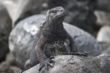 Iguana Galapagos